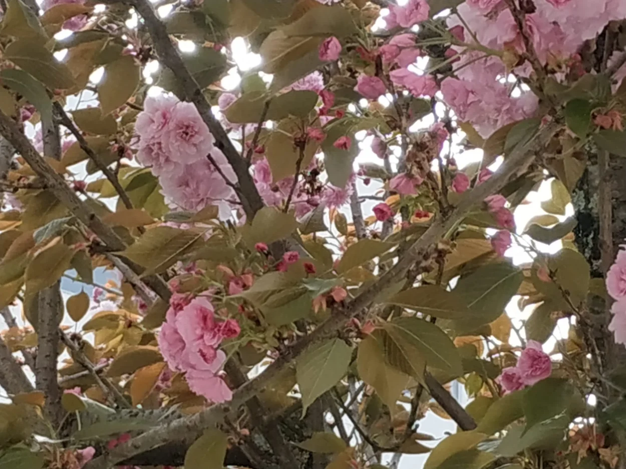 Descubra o poder transformador das árvores e a sua energia curativa para o bem-estar e equilíbrio.