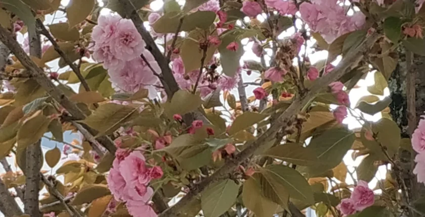 Descubra o poder transformador das árvores e a sua energia curativa para o bem-estar e equilíbrio.