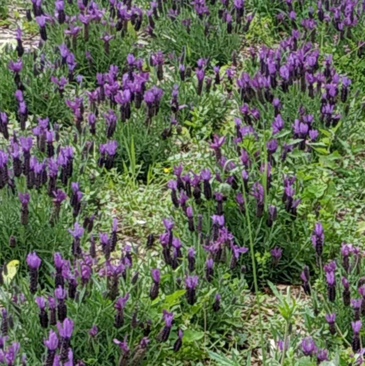 Uma bênção poderosa para transformar cada parte de sua vida.