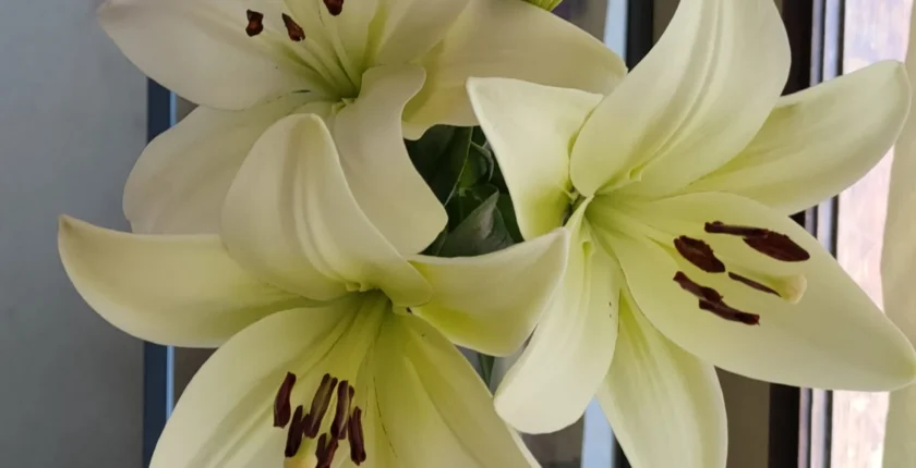 Reflexão sobre o workshop online realizado no dia 5 de Maio, alinhando-se com a energia do portal 5-5-5 através de uma ativação do Pentagrama.