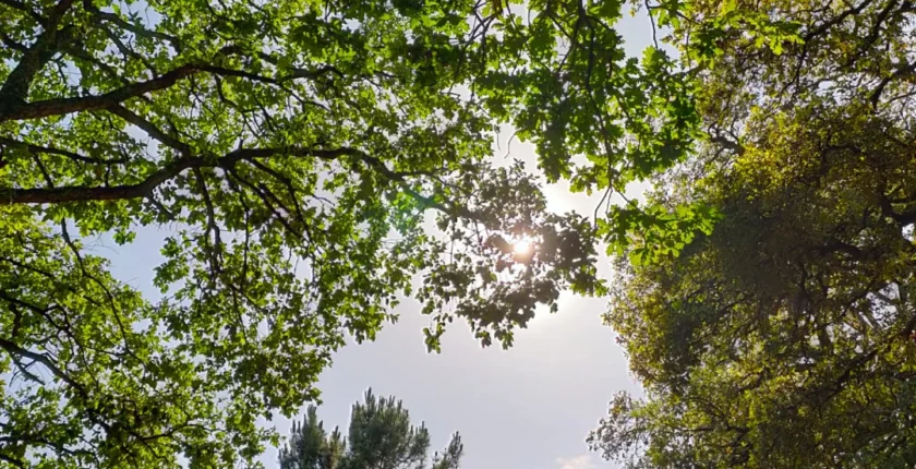 Reflexão sobre os ramos das árvores e os caminhos da família, conectando o natural e o humano, inspirado pela Natureza e os ancestrais.