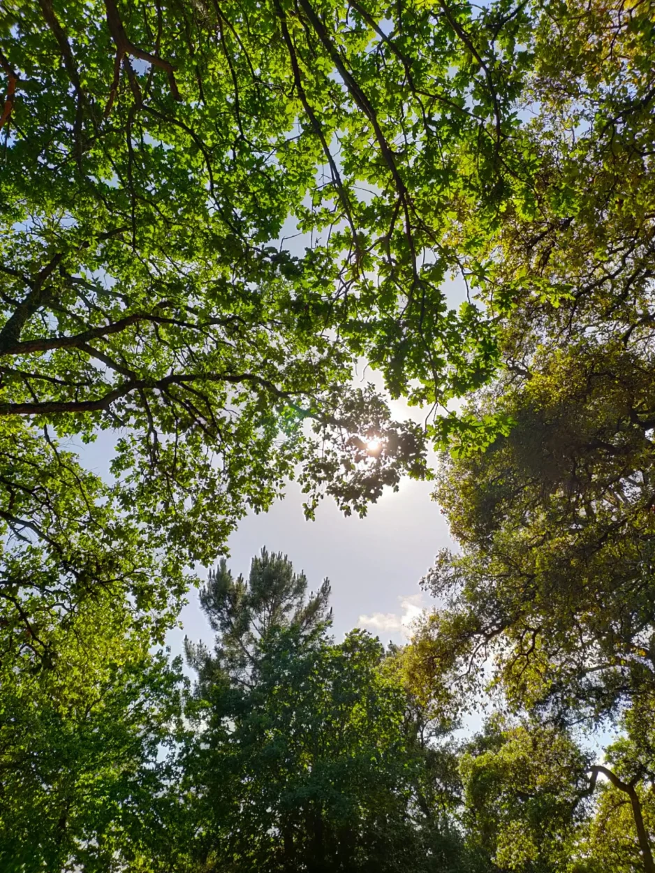 Reflexão sobre os ramos das árvores e os caminhos da família, conectando o natural e o humano, inspirado pela Natureza e os ancestrais.
