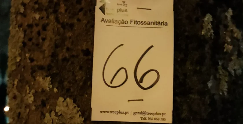 Conexão intuitiva com a Terra, descarregando a energia eletromagnética acumulada após um dia intenso de atividade mental.