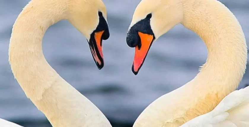 O Portal 22-2-2022 traz a energia de novos começos e do Amor Eterno, simbolizado pelo Cisne, o pássaro Alma.