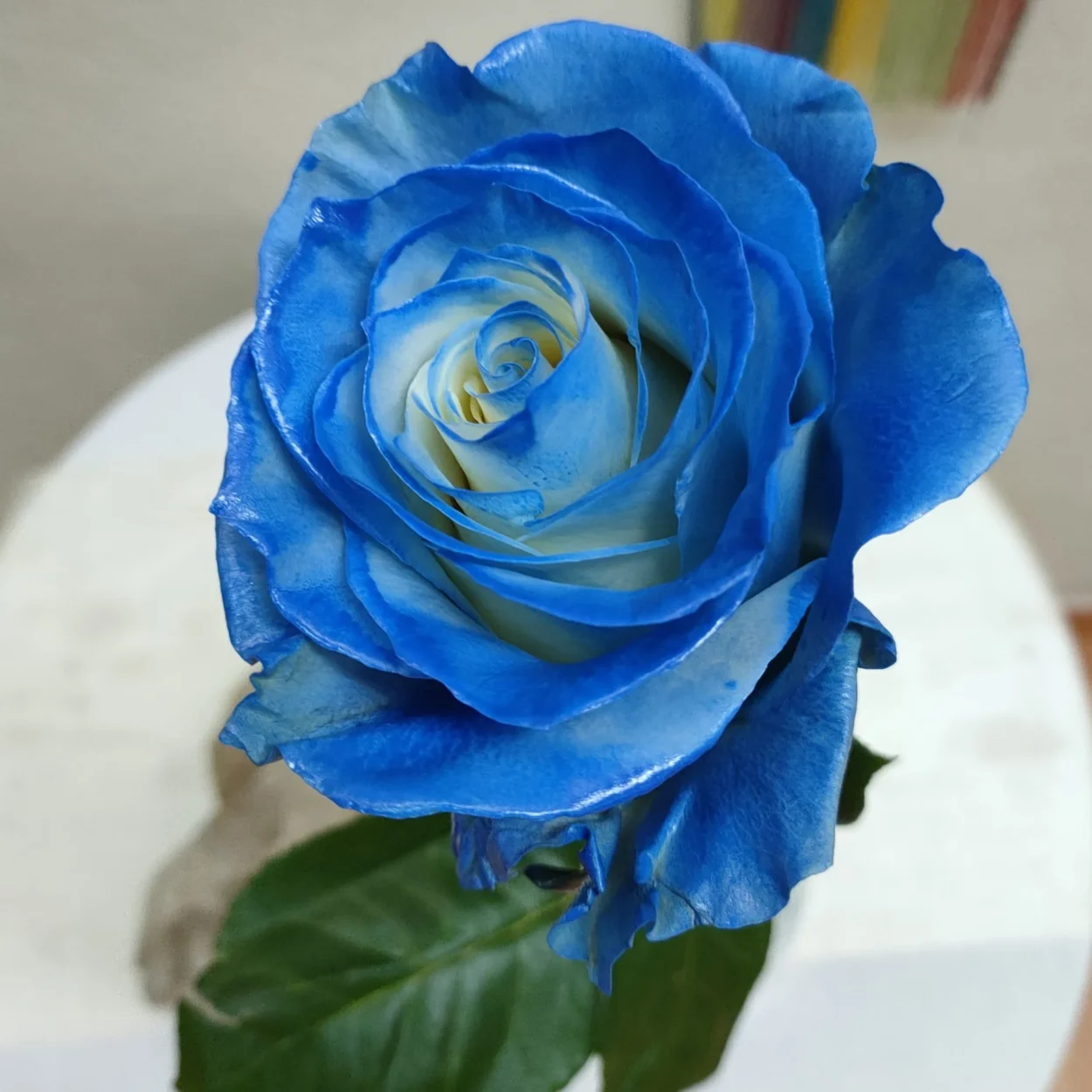 Apresentação do Sistema Quântico Integrado (SQI) durante o Portal de Leão, destacando a energia de transformação e a conexão com a Vida Eterna.