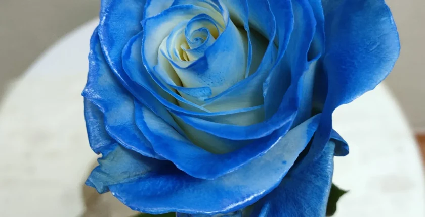 Apresentação do Sistema Quântico Integrado (SQI) durante o Portal de Leão, destacando a energia de transformação e a conexão com a Vida Eterna.