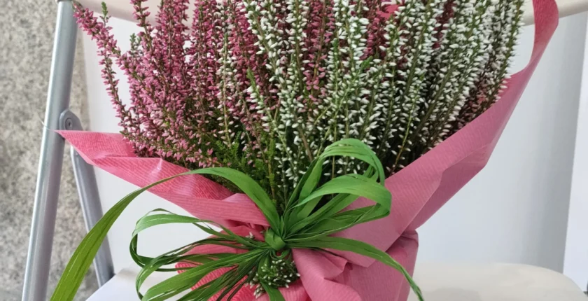 Reflexão sobre a conexão entre o Reiki Celta, a Urze e os óleos essenciais, como o Helichryse.