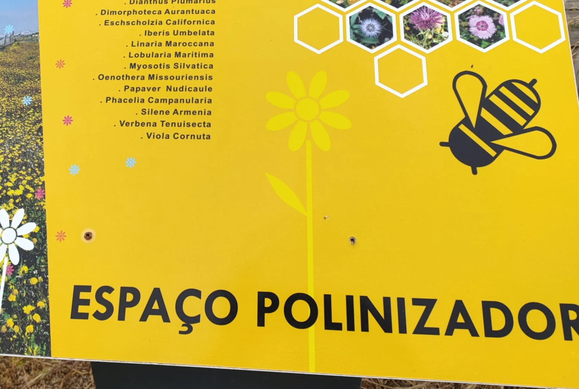 Comunidade Polinizadora Espiritual