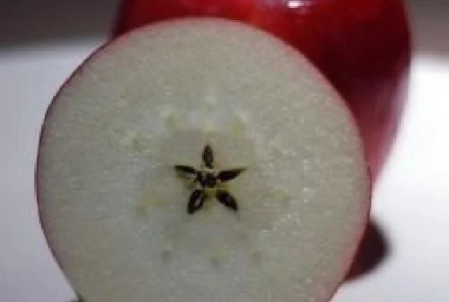 Conclusão do Módulo 1 do Sistema Quântico Integrado®, uma ferramenta para conduzir os novos Códigos de Luz.