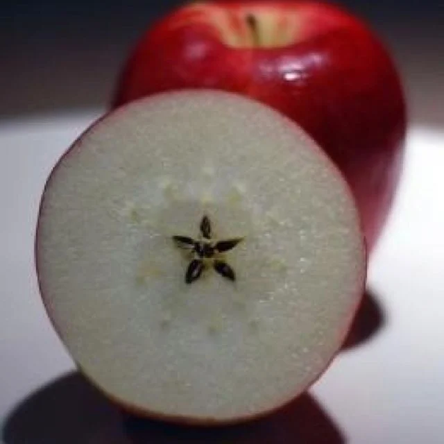 Conclusão do Módulo 1 do Sistema Quântico Integrado®, uma ferramenta para conduzir os novos Códigos de Luz.