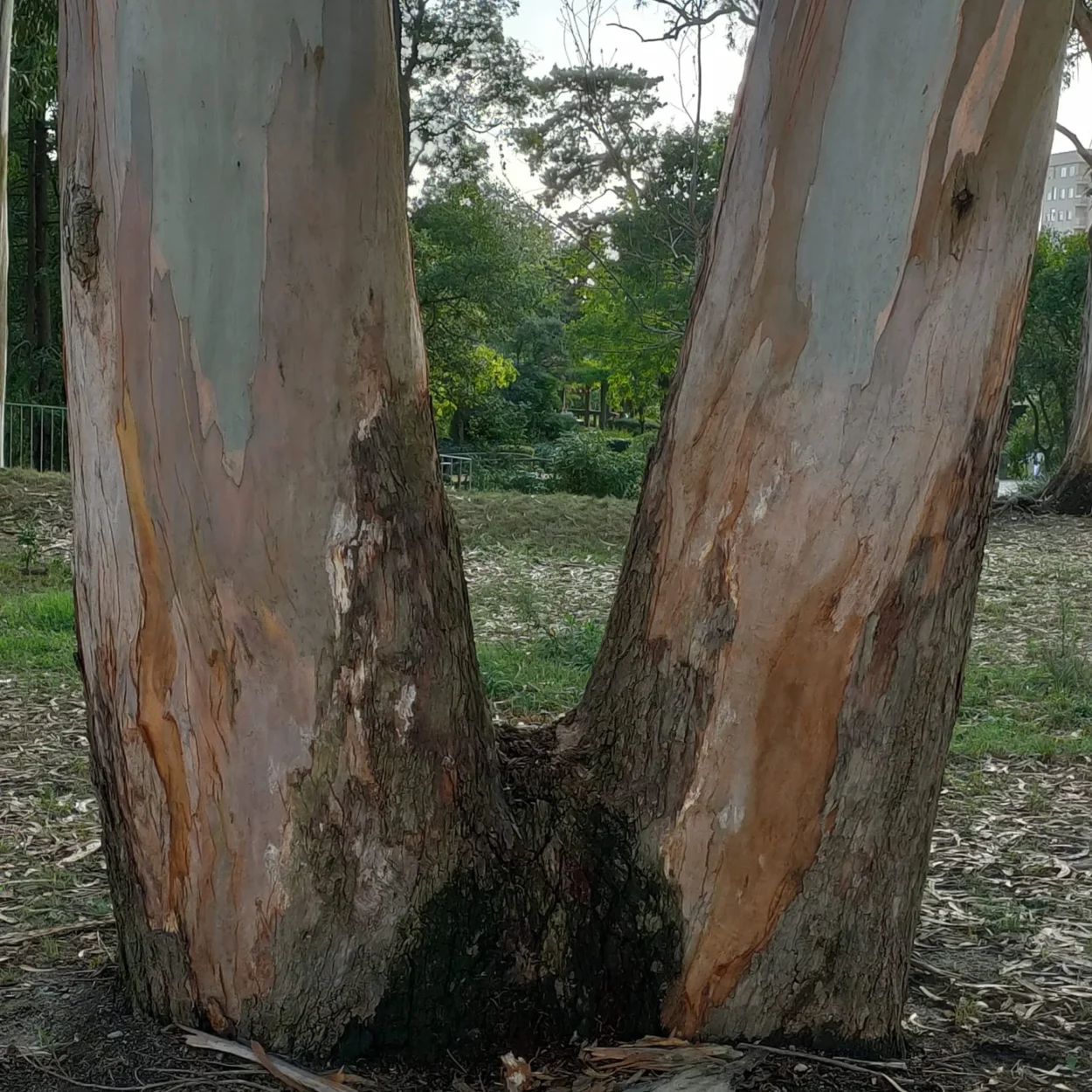 Conectar-se com uma Sabedoria mais elevada e compreender a Unidade e a evolução espiritual.