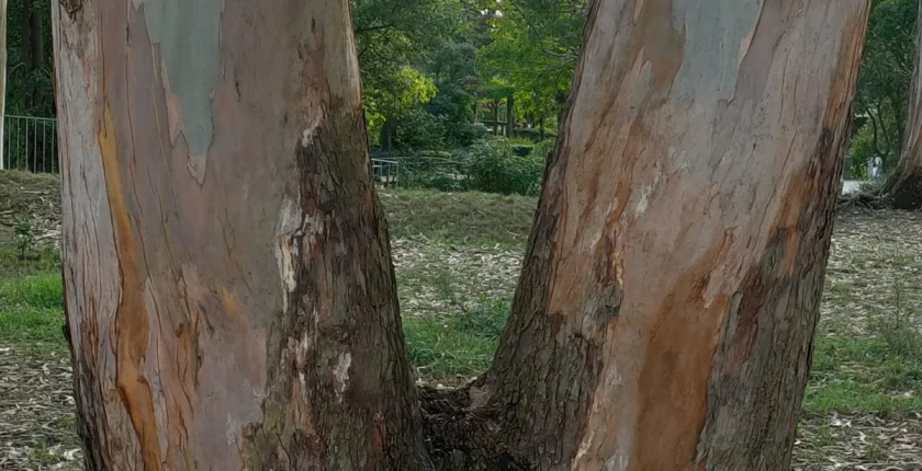 Conectar-se com uma Sabedoria mais elevada e compreender a Unidade e a evolução espiritual.