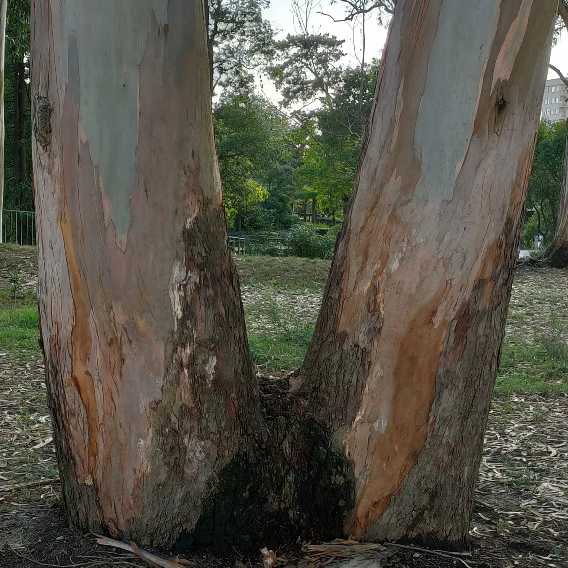 Comunicação com uma Sabedoria não humana