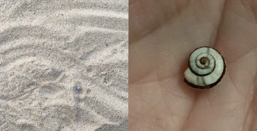 Reflexão sobre o desenho ∞ feito na areia, que permanece intacto por sete dias, com a presença de uma casca de caracol, simbolizando a espiral Fibonacci e a conexão com a Criação.