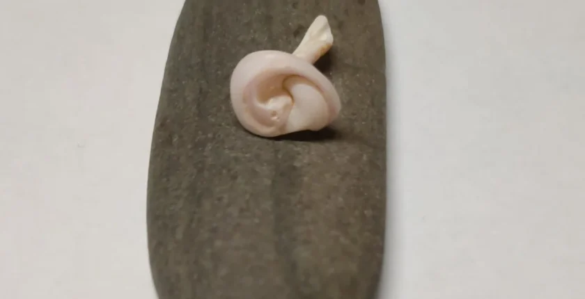 Mensagem simbólica através de objetos encontrados na praia: a carcaça de búzio e a pedra escura oval, representando a reconexão com a origem divina e a existência eterna.