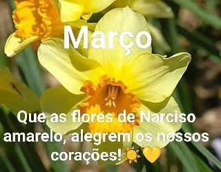 A flor de Narciso amarelo, símbolo de renascimento e novos começos, trazendo boas energias e luz para o mês de Março.