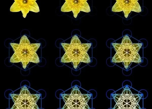 Reflexão sobre a relação entre o Narciso e o Cubo de Metatron, simbolizando Renascimento e novos começos através da geometria sagrada.