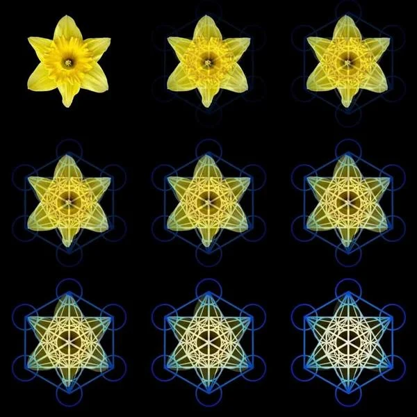 Reflexão sobre a relação entre o Narciso e o Cubo de Metatron, simbolizando Renascimento e novos começos através da geometria sagrada.