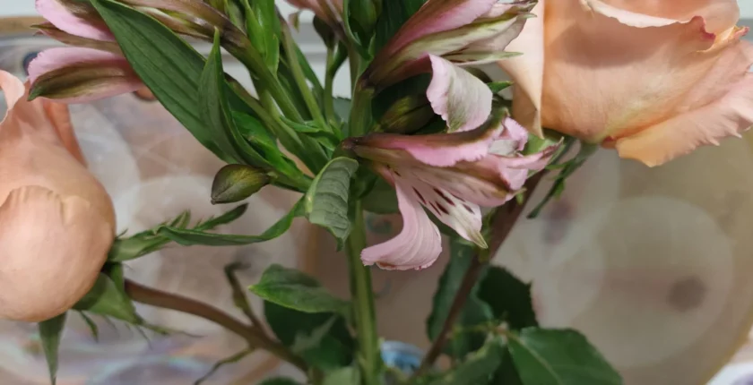 Apresentação presencial da "Matriz Holográfica Fractal" com a simbologia das flores da amizade e felicidade.