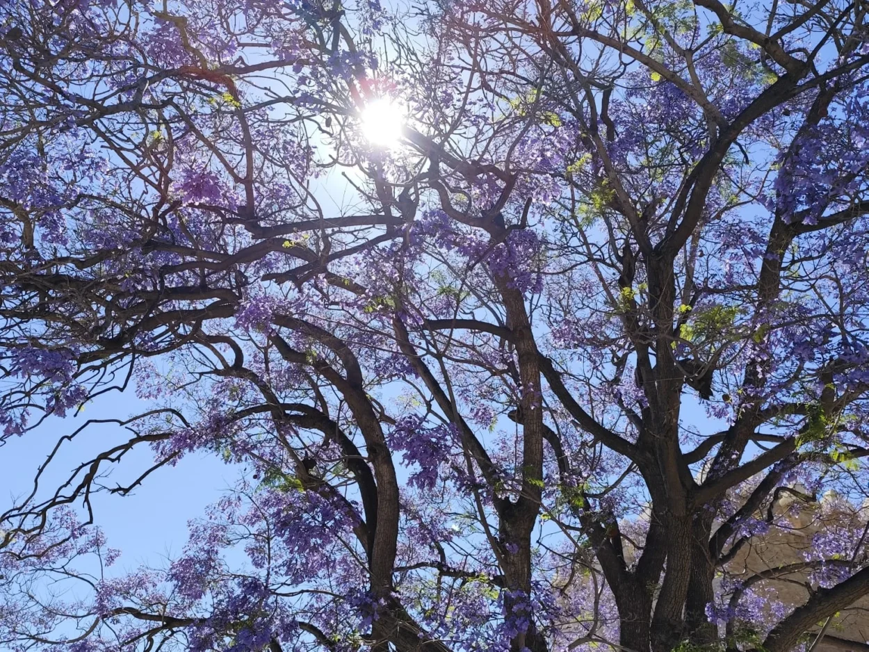 A Consciência do Agora e as Árvores