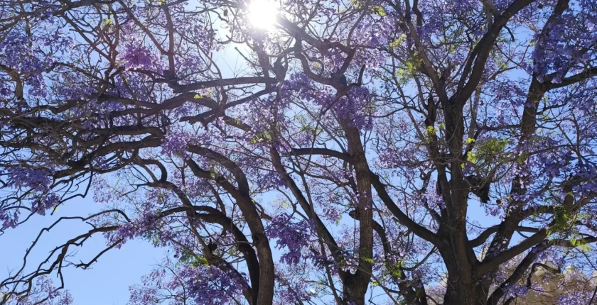 A Consciência do Agora e as Árvores