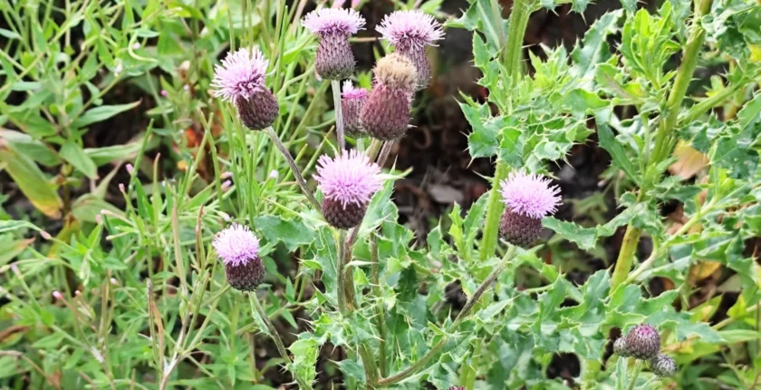 Cardo – Flor Nacional da Escócia